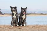 AKITA INU 155